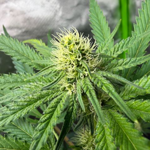 Planet of the Grapes RBX growlog timeline photo