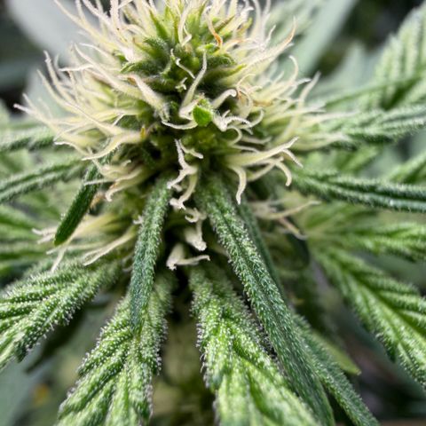 Planet of the Grapes RBX growlog timeline photo