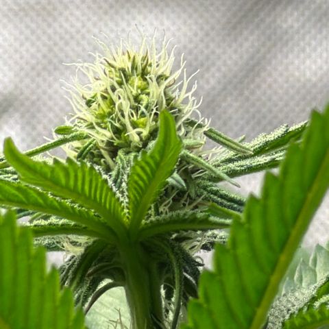 Planet of the Grapes RBX growlog timeline photo