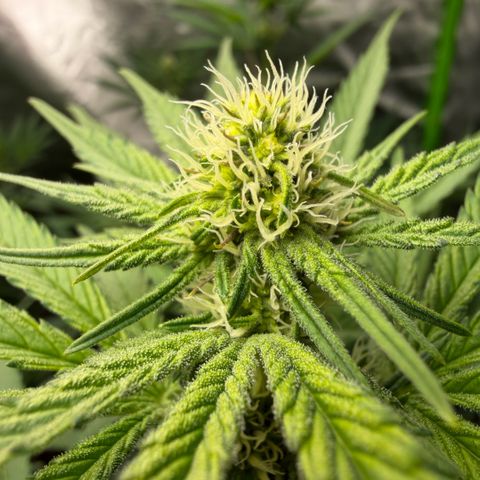 Planet of the Grapes RBX growlog timeline photo