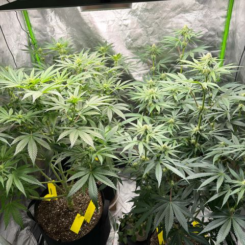 Planet of the Grapes RBX growlog timeline photo