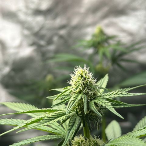 Planet of the Grapes RBX growlog timeline photo