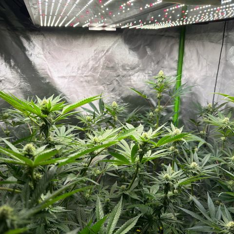 Planet of the Grapes RBX growlog timeline photo