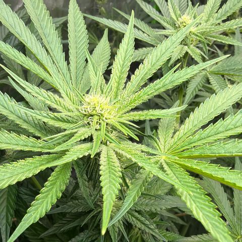 Planet of the Grapes RBX growlog timeline photo