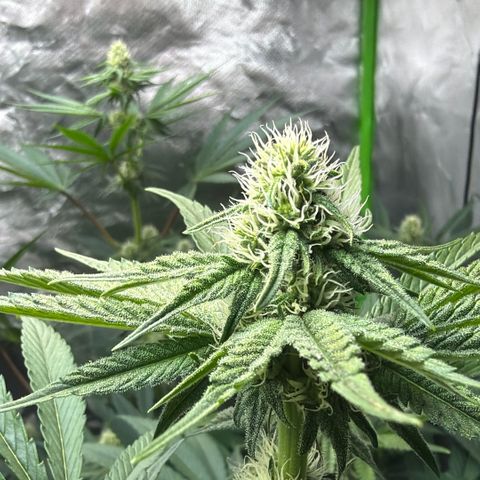Planet of the Grapes RBX growlog timeline photo