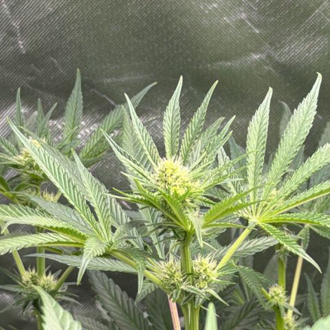 Planet of the Grapes RBX growlog timeline photo