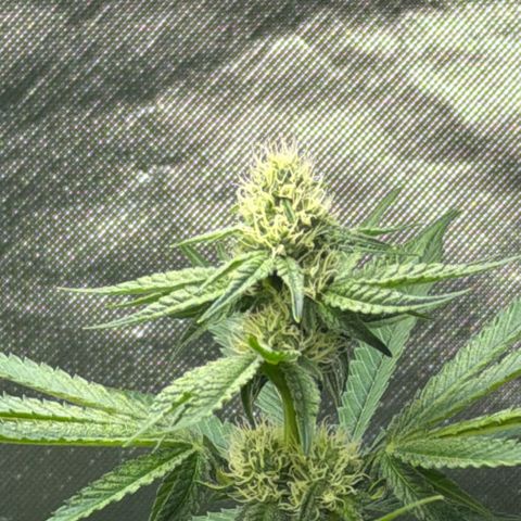 Planet of the Grapes RBX growlog timeline photo