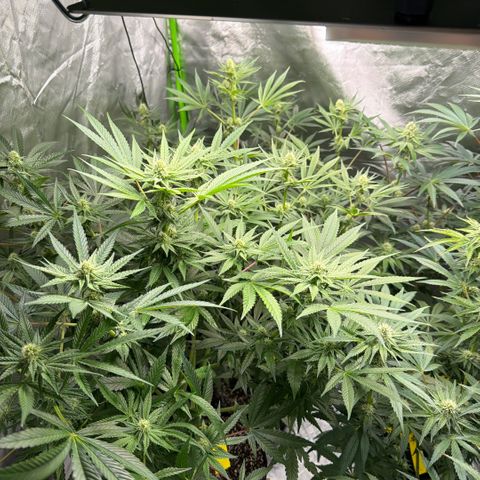 Planet of the Grapes RBX growlog photo: Some nutrient lockout/ burn in 1 plant