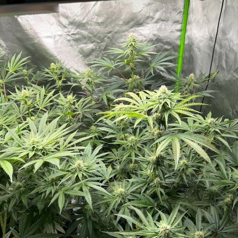 Planet of the Grapes RBX growlog photo: Some nutrient lockout/ burn in 1 plant