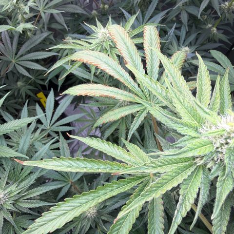 Planet of the Grapes RBX growlog photo: Some nutrient lockout/ burn in 1 plant
