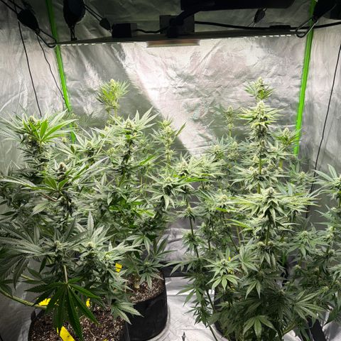 Planet of the Grapes RBX growlog timeline photo