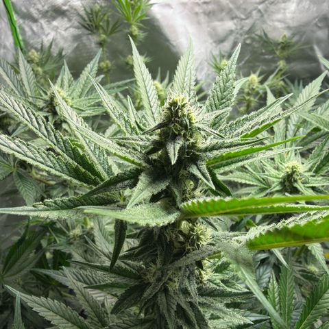 Planet of the Grapes RBX growlog timeline photo