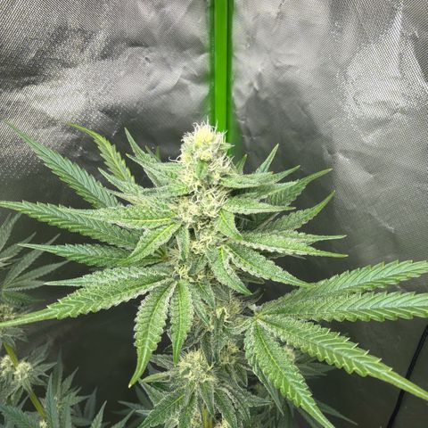 Planet of the Grapes RBX growlog timeline photo