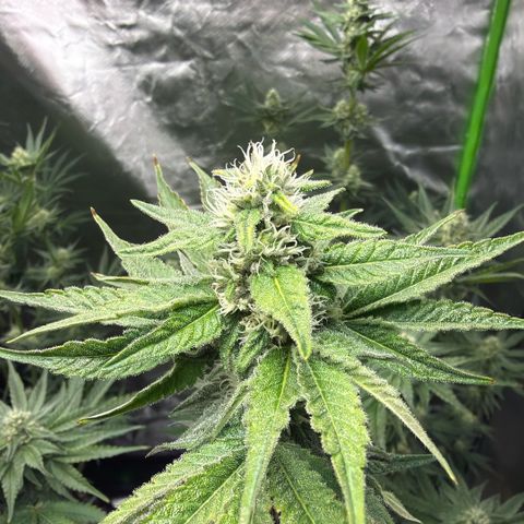 Planet of the Grapes RBX growlog timeline photo