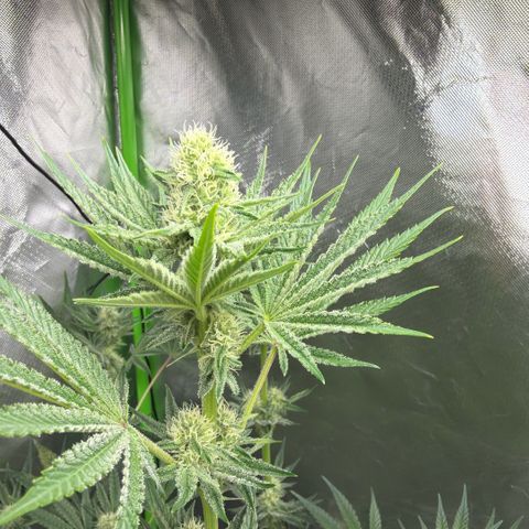 Planet of the Grapes RBX growlog timeline photo
