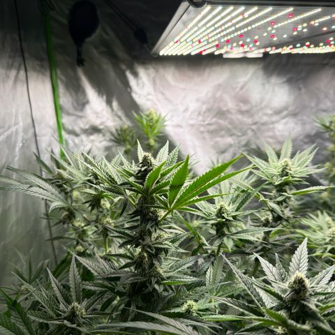 Planet of the Grapes RBX growlog timeline photo