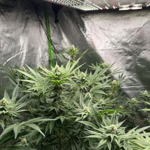 Planet of the Grapes RBX growlog timeline photo