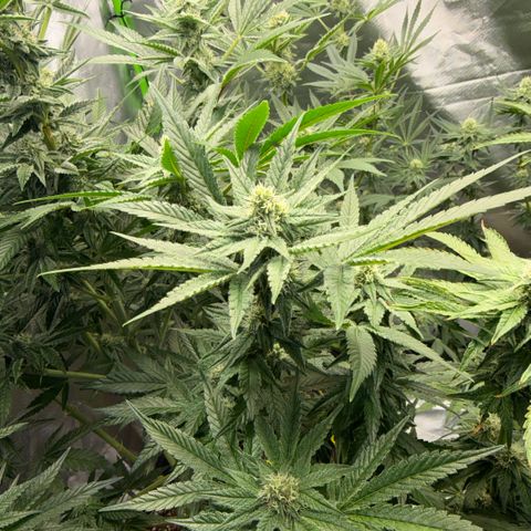 Planet of the Grapes RBX growlog timeline photo