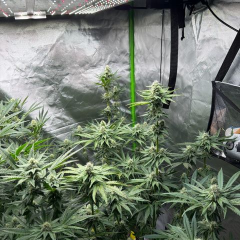 Planet of the Grapes RBX growlog timeline photo