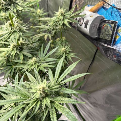 Planet of the Grapes RBX growlog timeline photo