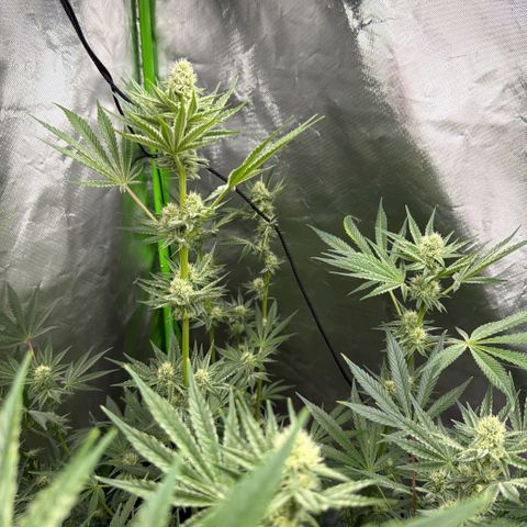 Planet of the Grapes RBX growlog timeline photo