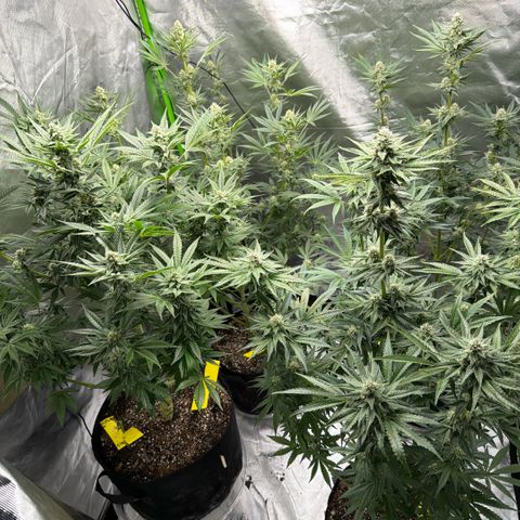 Planet of the Grapes RBX growlog timeline photo