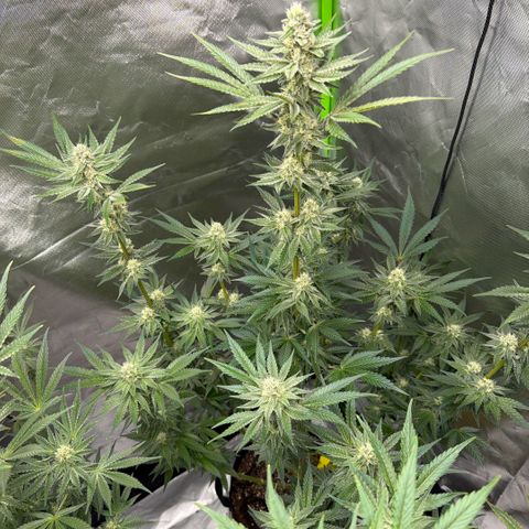Planet of the Grapes RBX growlog timeline photo