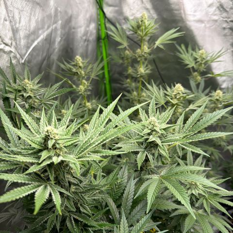 Planet of the Grapes RBX growlog timeline photo