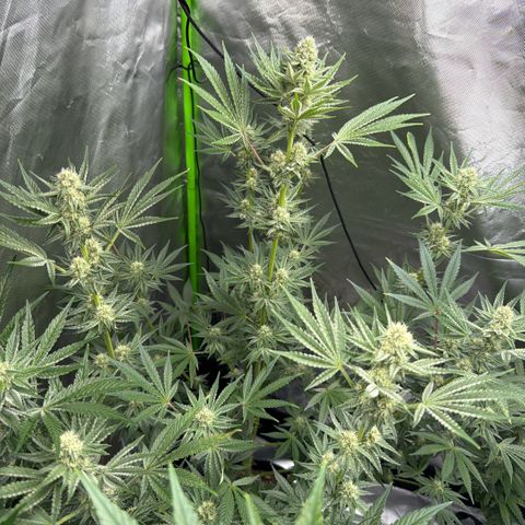 Planet of the Grapes RBX growlog timeline photo