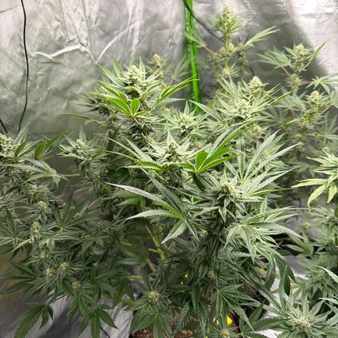 Planet of the Grapes RBX growlog timeline photo