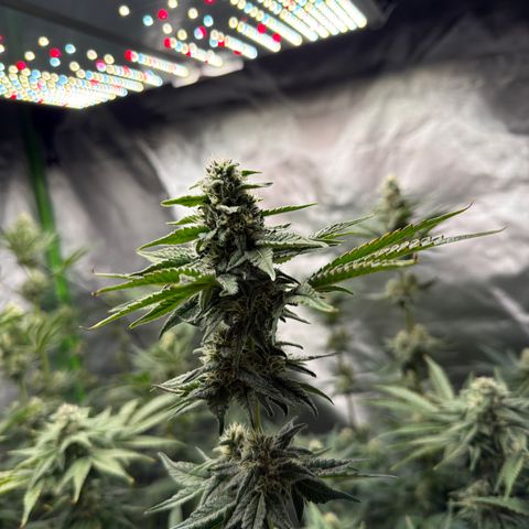 Planet of the Grapes RBX growlog timeline photo