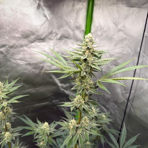 Planet of the Grapes RBX growlog timeline photo