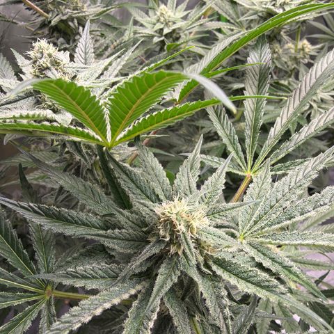 Planet of the Grapes RBX growlog timeline photo