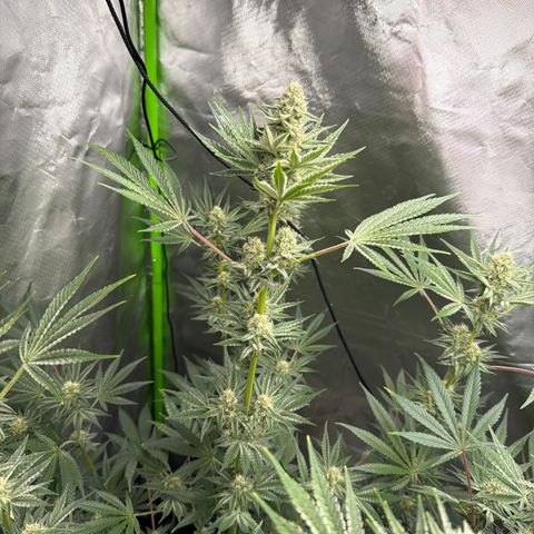 Planet of the Grapes RBX growlog timeline photo