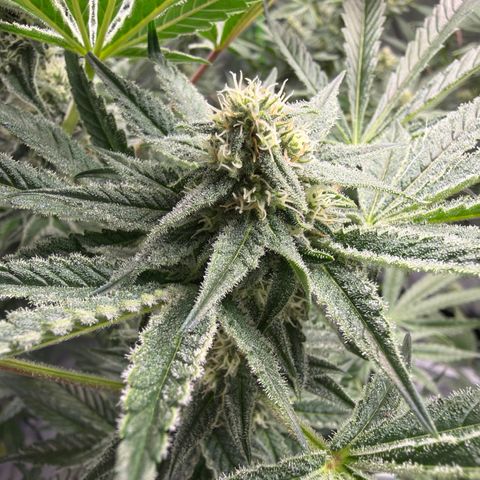 Planet of the Grapes RBX growlog timeline photo