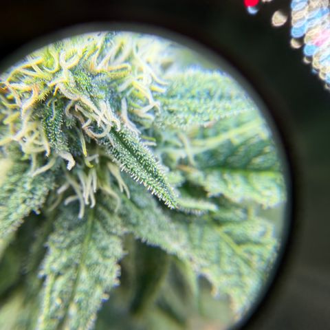 Planet of the Grapes RBX growlog timeline photo