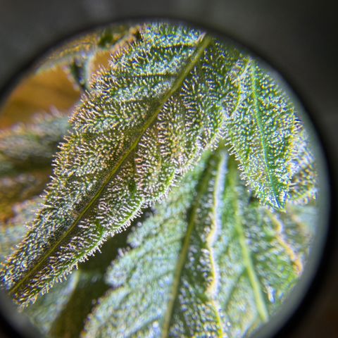Planet of the Grapes RBX growlog timeline photo