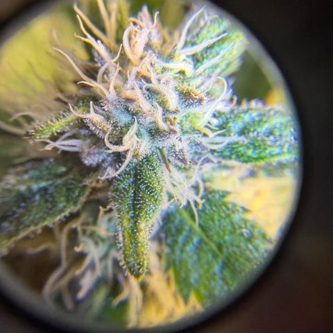Planet of the Grapes RBX growlog timeline photo