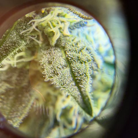 Planet of the Grapes RBX growlog timeline photo