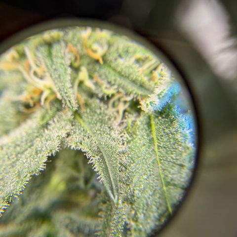 Planet of the Grapes RBX growlog timeline photo