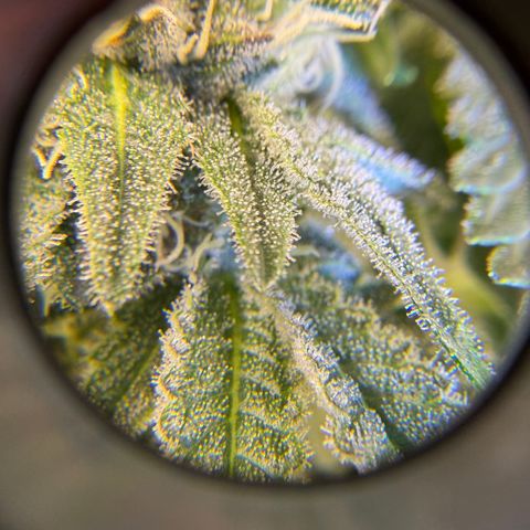 Planet of the Grapes RBX growlog timeline photo