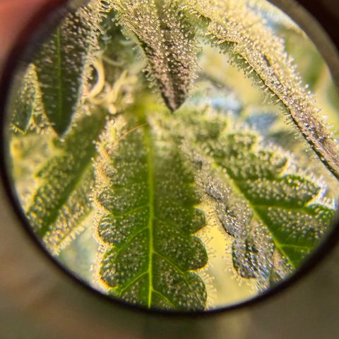 Planet of the Grapes RBX growlog timeline photo