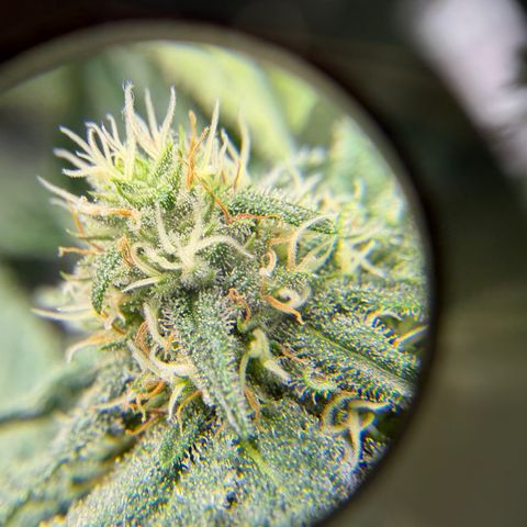 Planet of the Grapes RBX growlog timeline photo