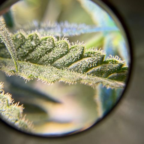 Planet of the Grapes RBX growlog timeline photo