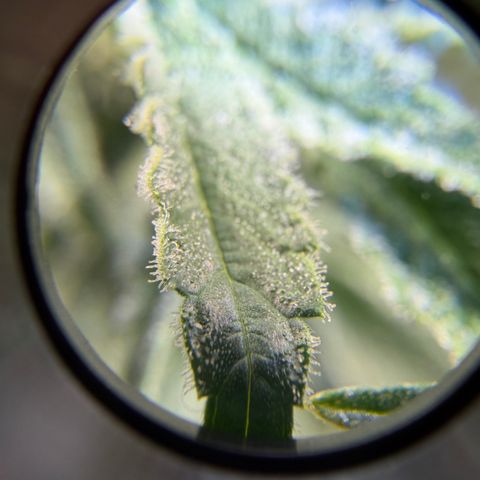 Planet of the Grapes RBX growlog timeline photo