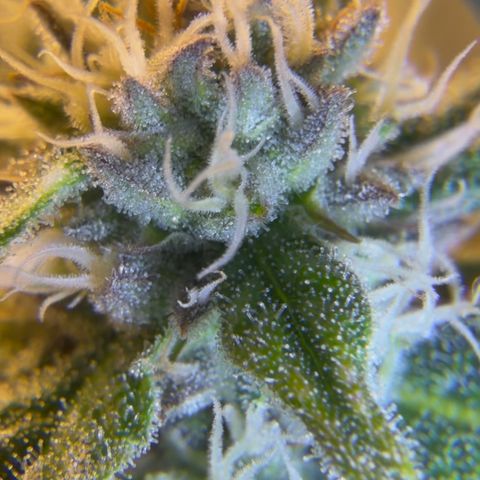 Planet of the Grapes RBX growlog timeline photo