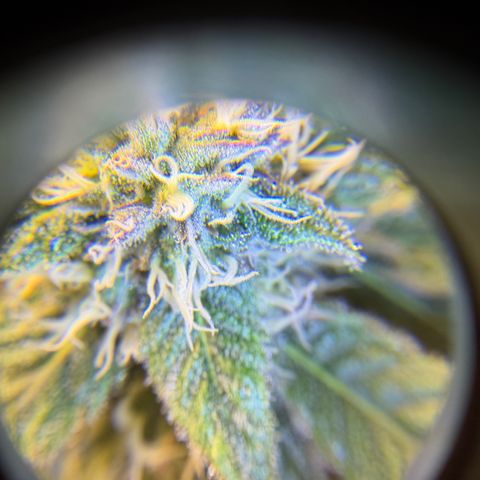 Planet of the Grapes RBX growlog timeline photo