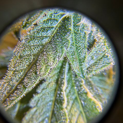 Planet of the Grapes RBX growlog timeline photo