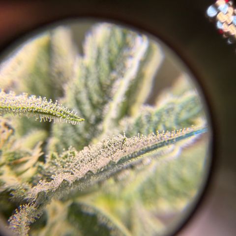 Planet of the Grapes RBX growlog timeline photo