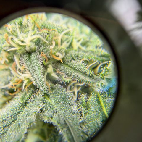 Planet of the Grapes RBX growlog timeline photo